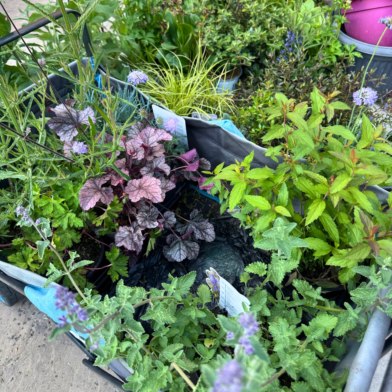 Helson's Right Border