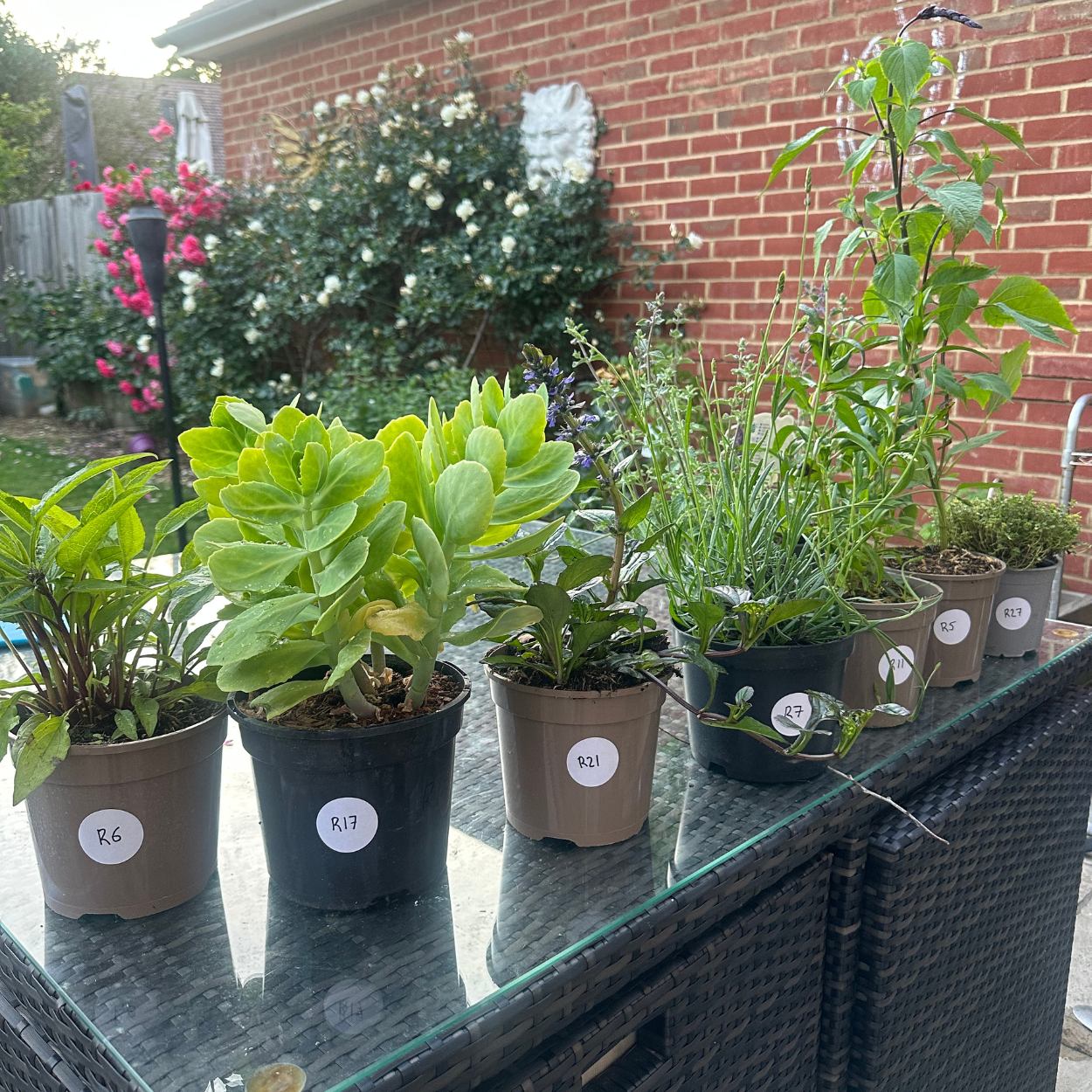 Helson's Right Border