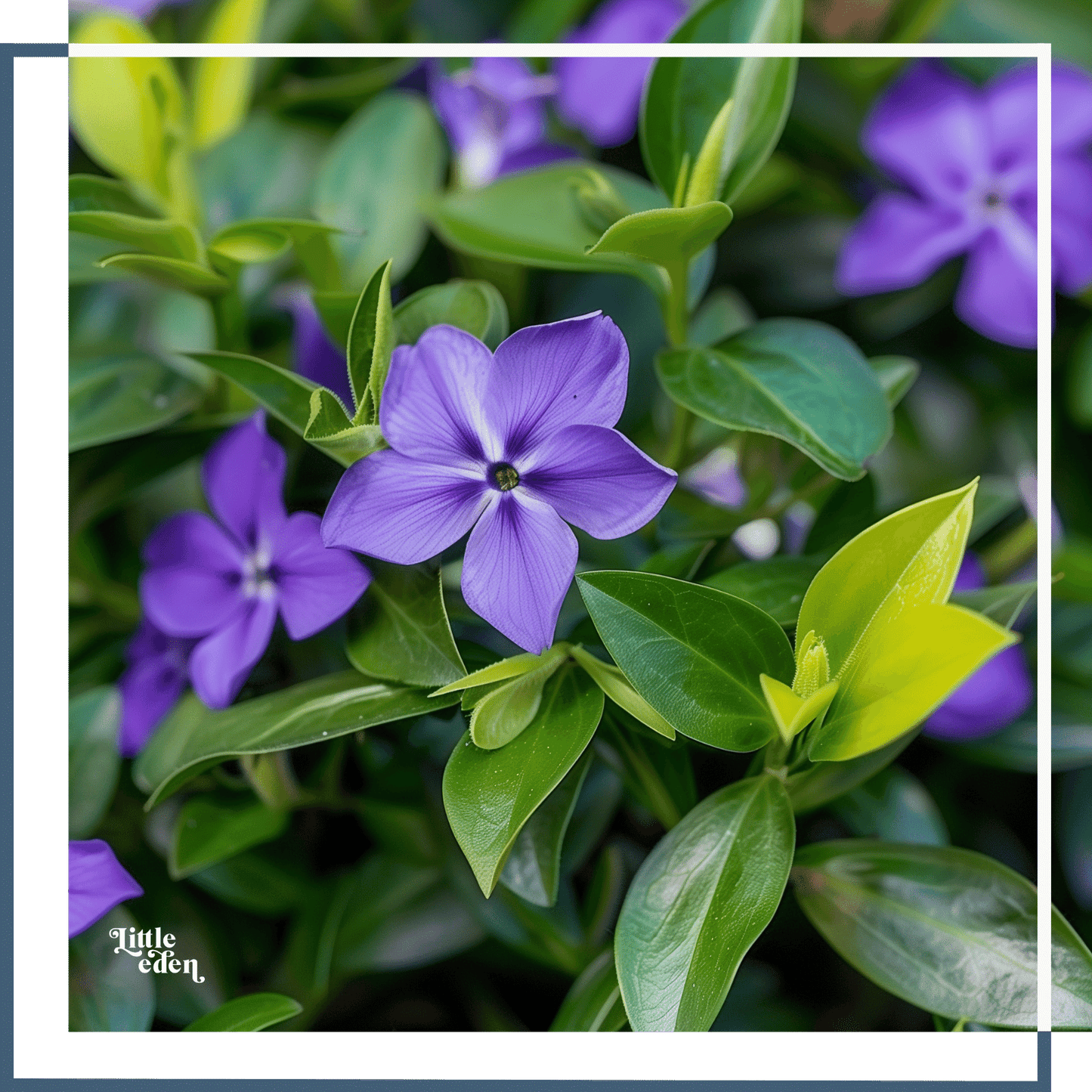 Lesser Periwinkle Care Guide