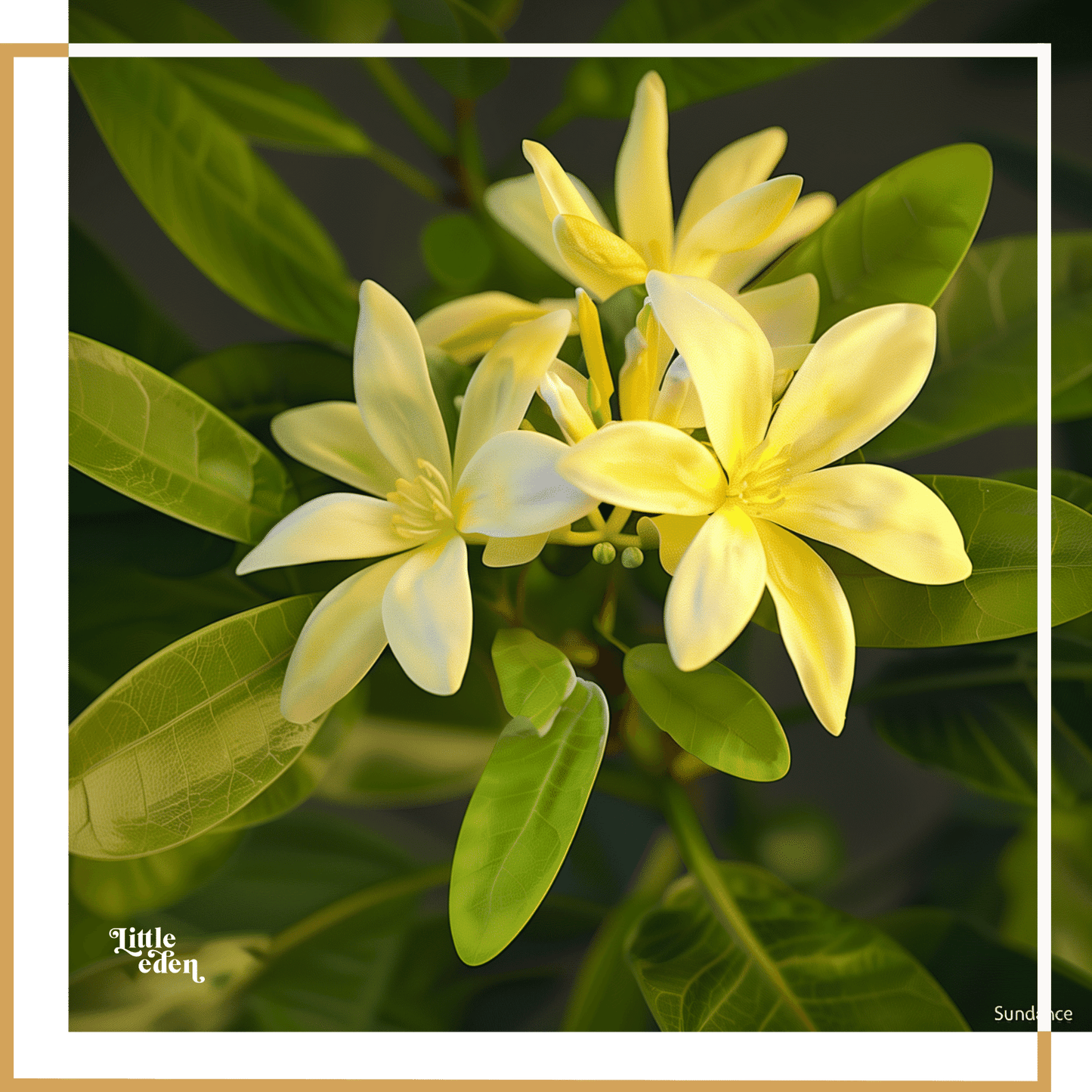 Mexican Orange Blossom Gift Set