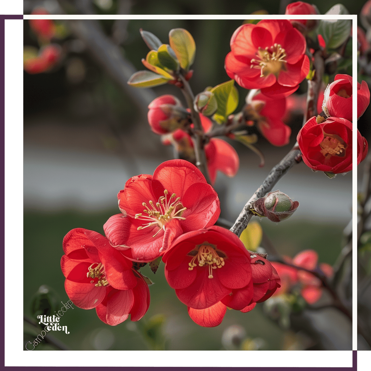 Japanese Quince Gift Set