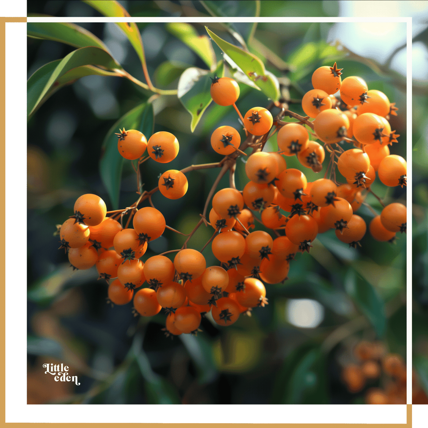 Firethorn Gift Set
