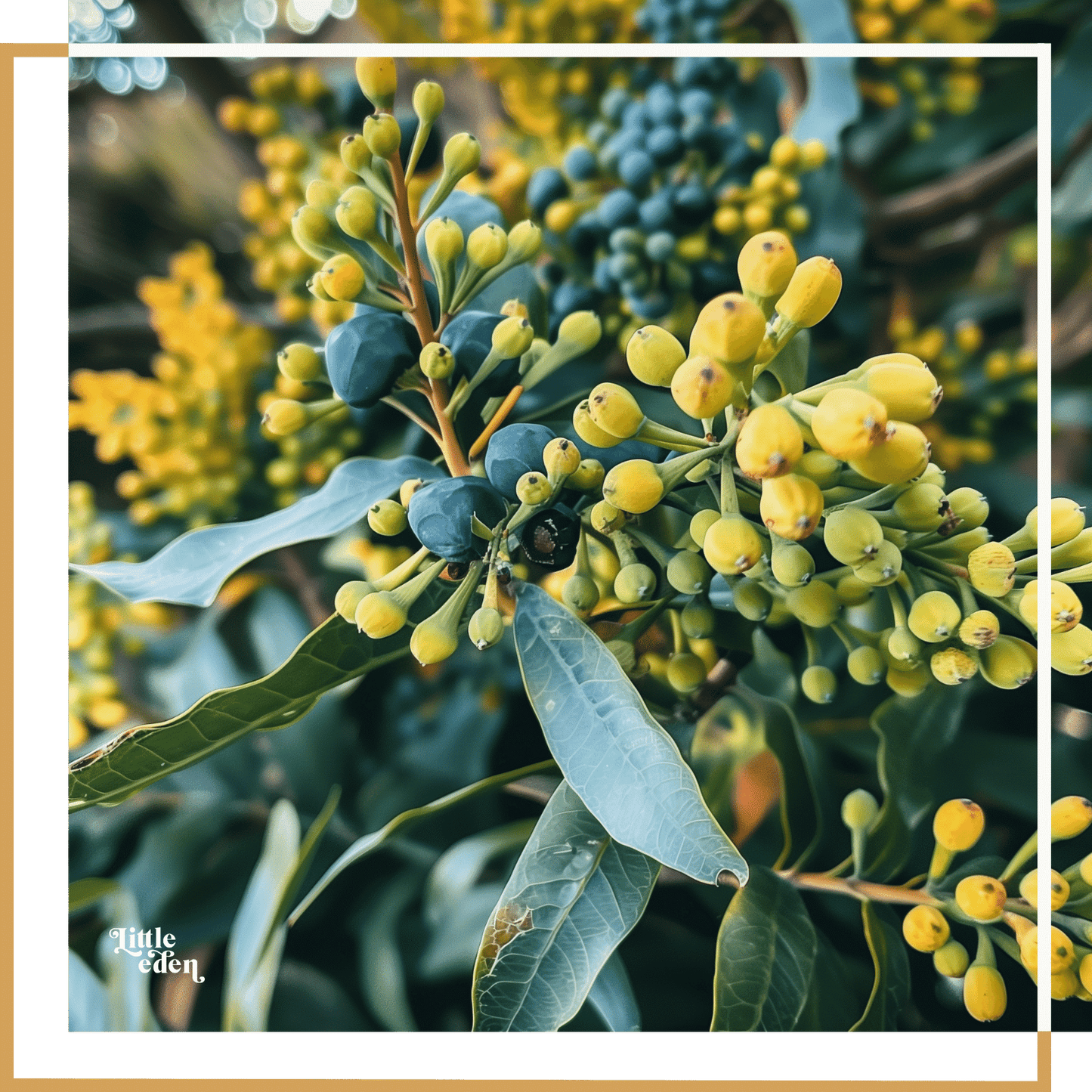 Oregon Grape Gift Set