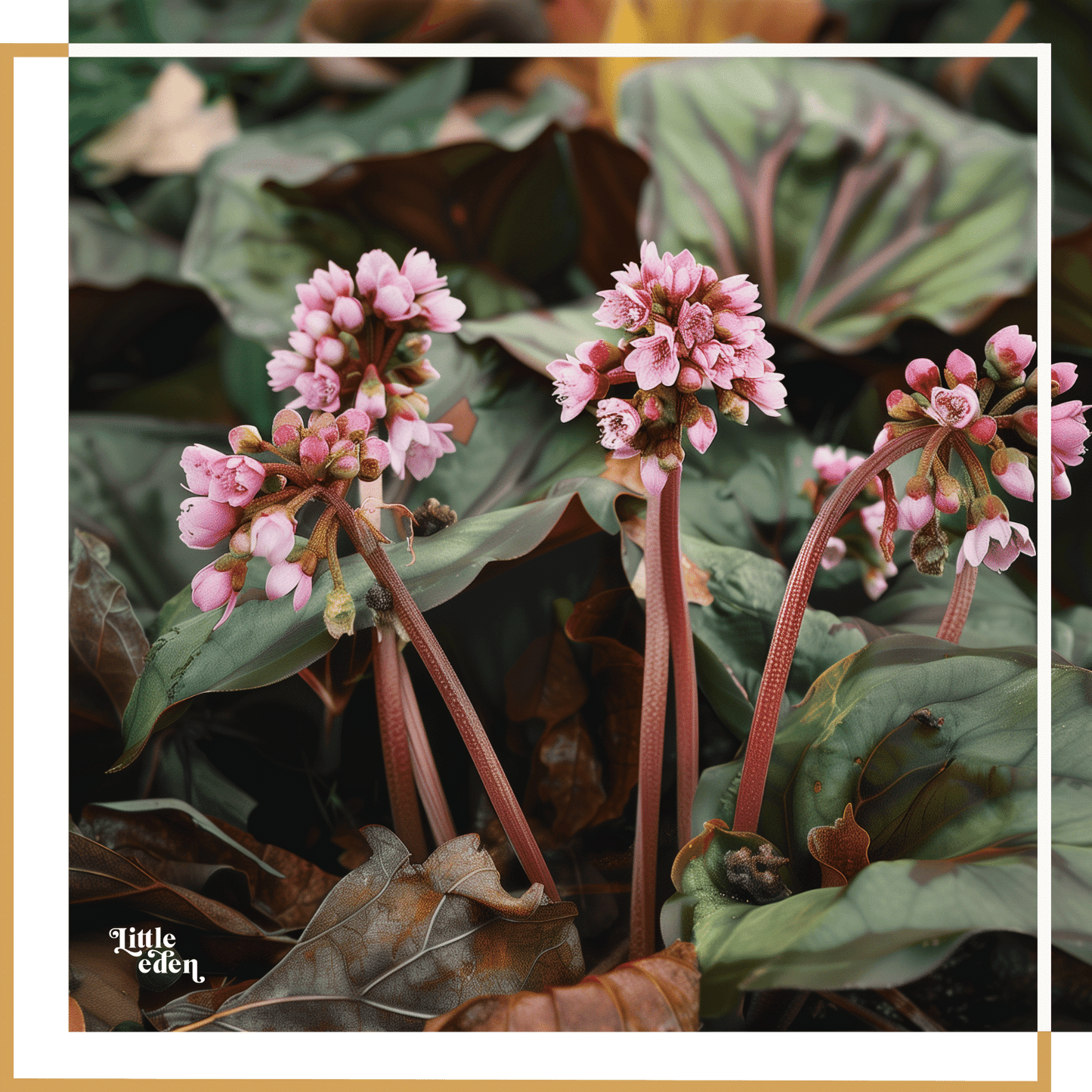 Elephants Ears Care Guide