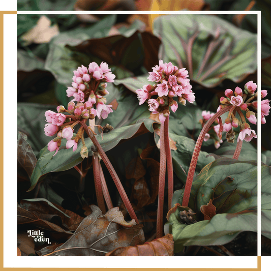 Elephants Ears Care Guide