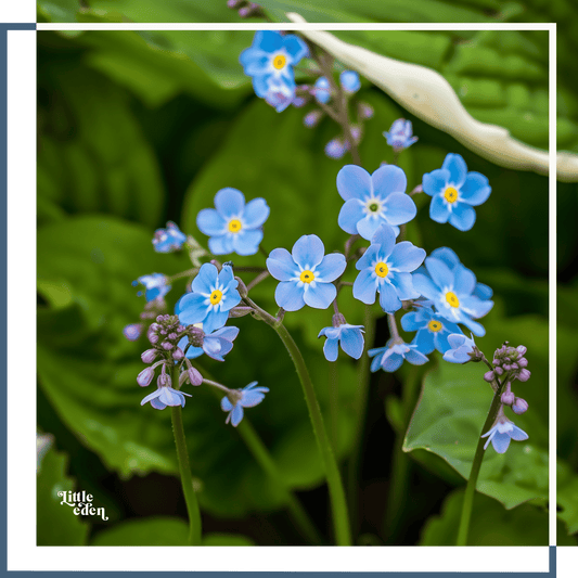 Forget-me-Not Care Guide
