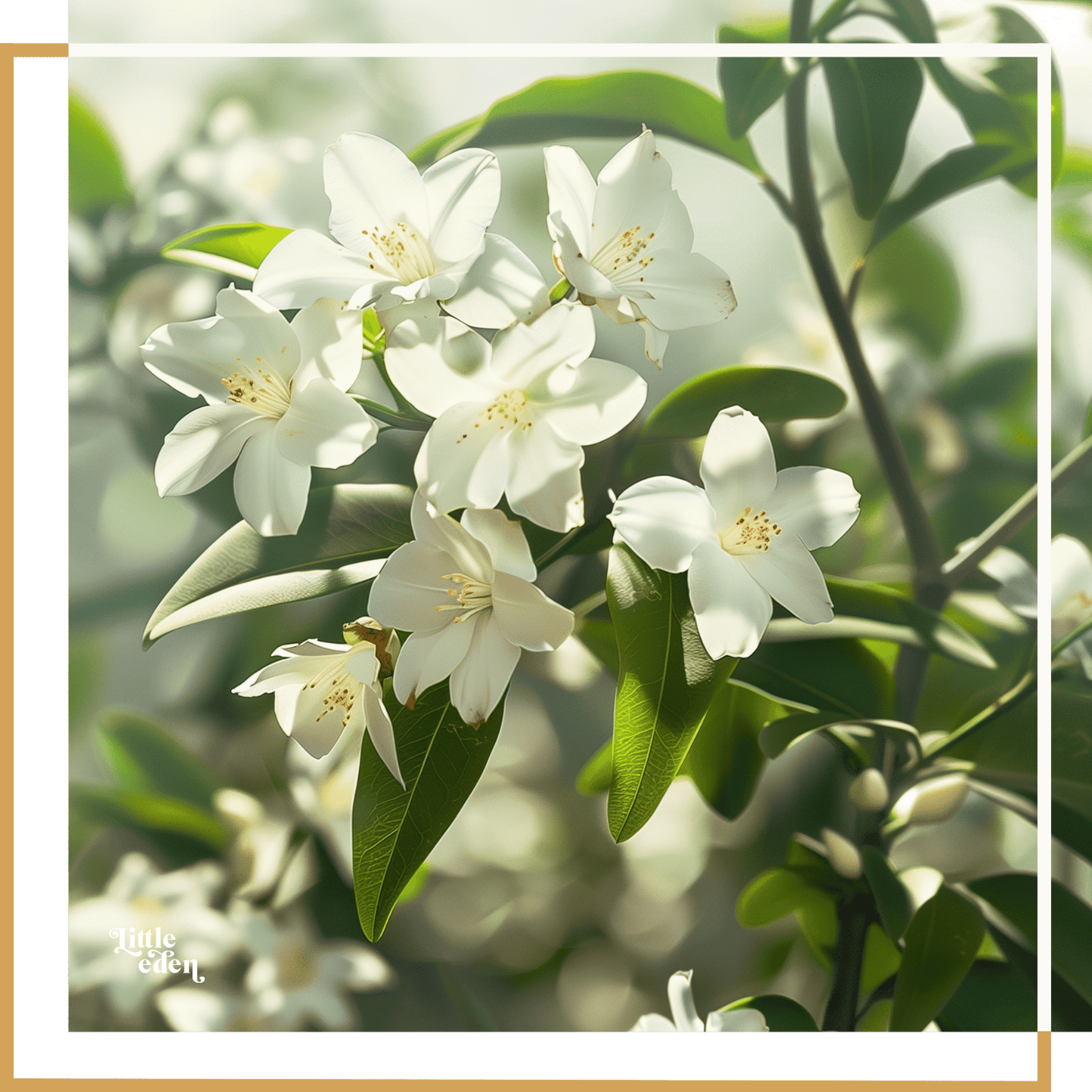 Jasmine Gift Set