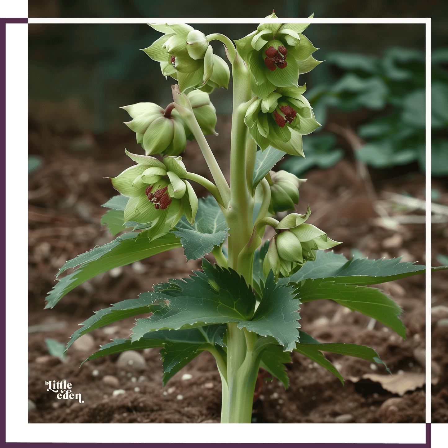 Hellebore Gift Set