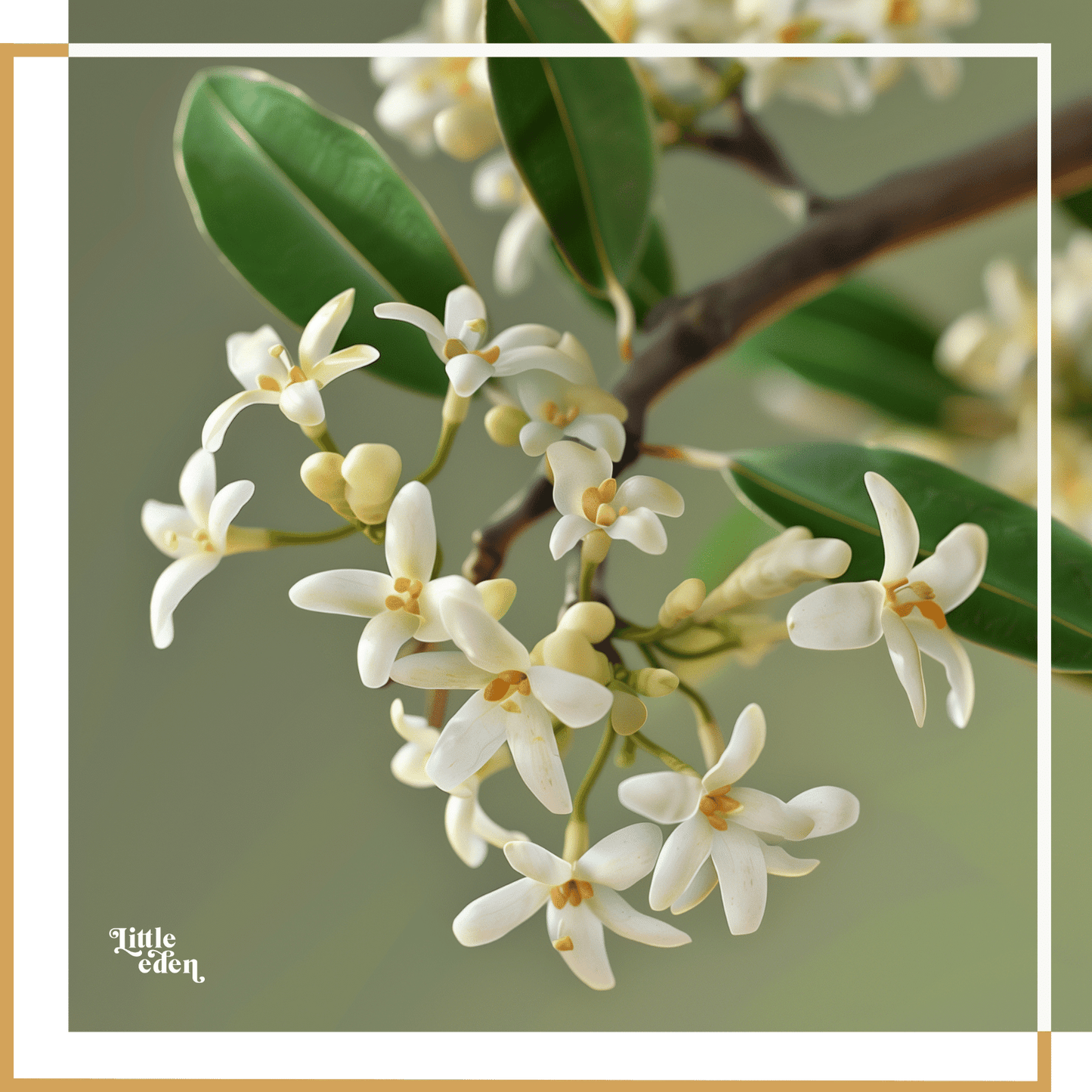 Osmanthus Gift Set