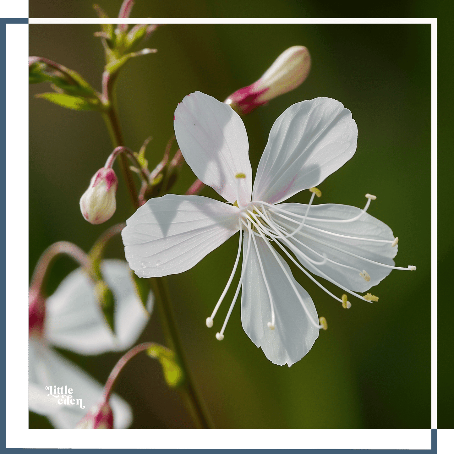 Gaura Gift Set