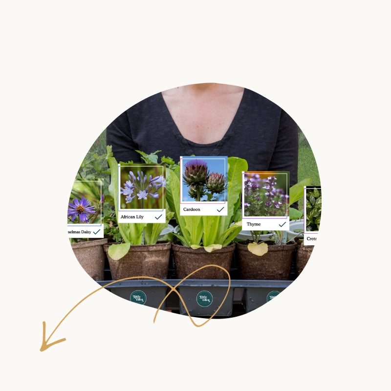 Handpicked plants