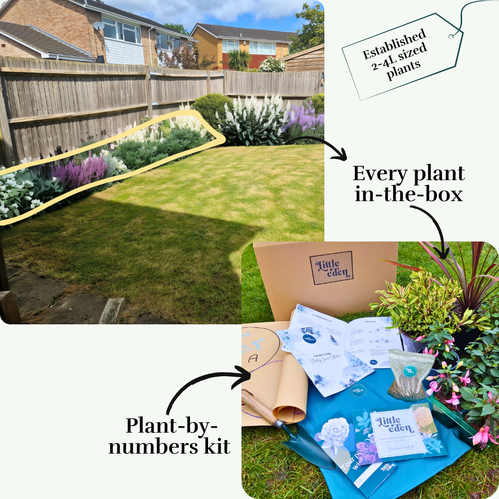 Jarrod's Left Border