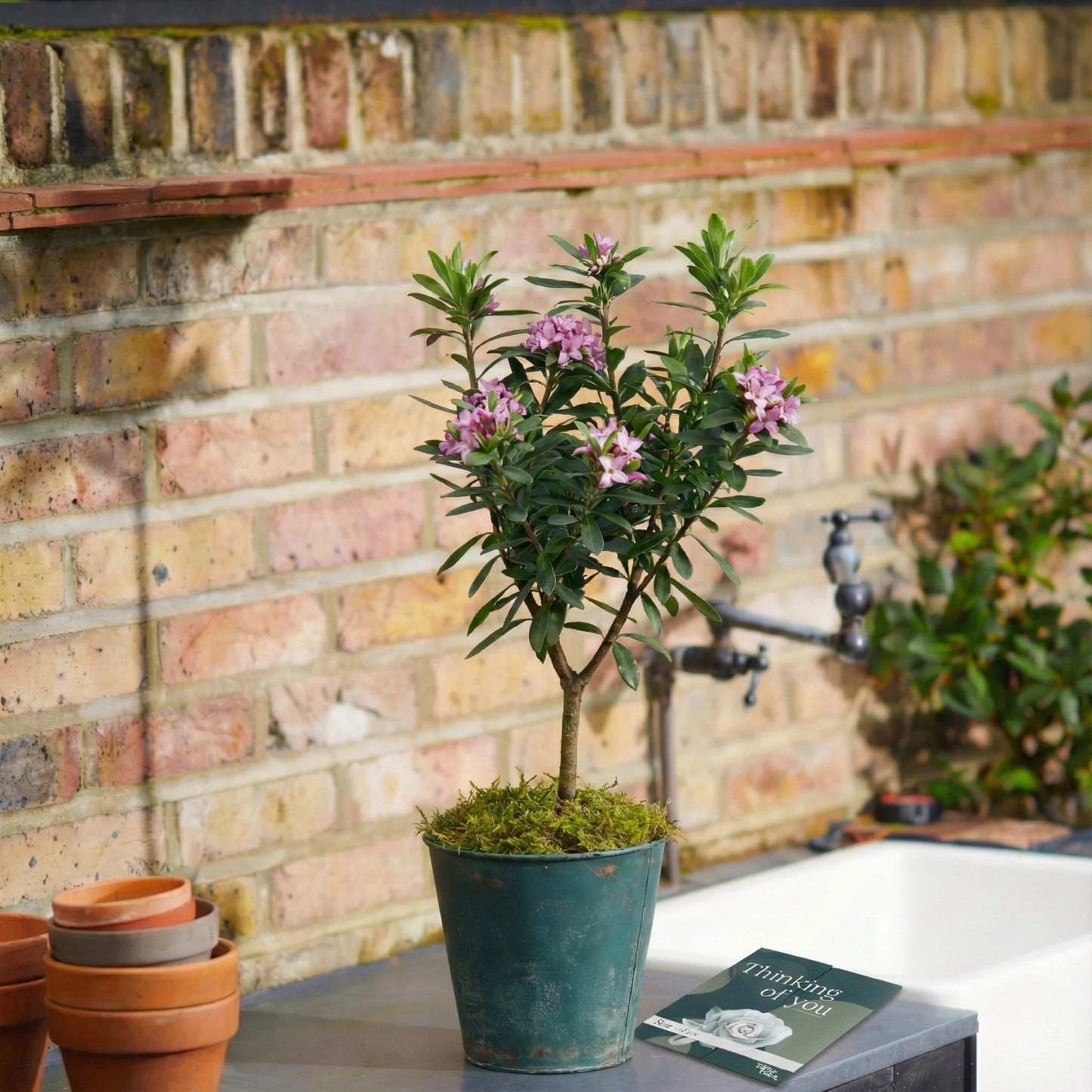 Daphne Memorial Plant