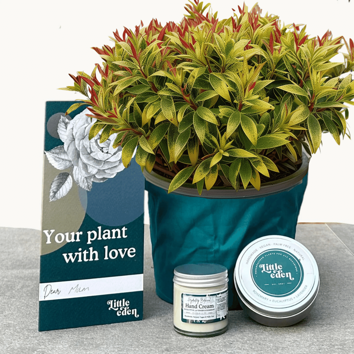 Spurge Gift Set