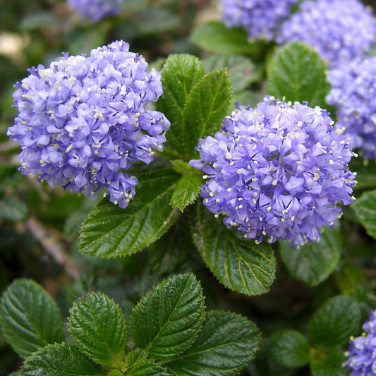 California Lilac Memorial Plant