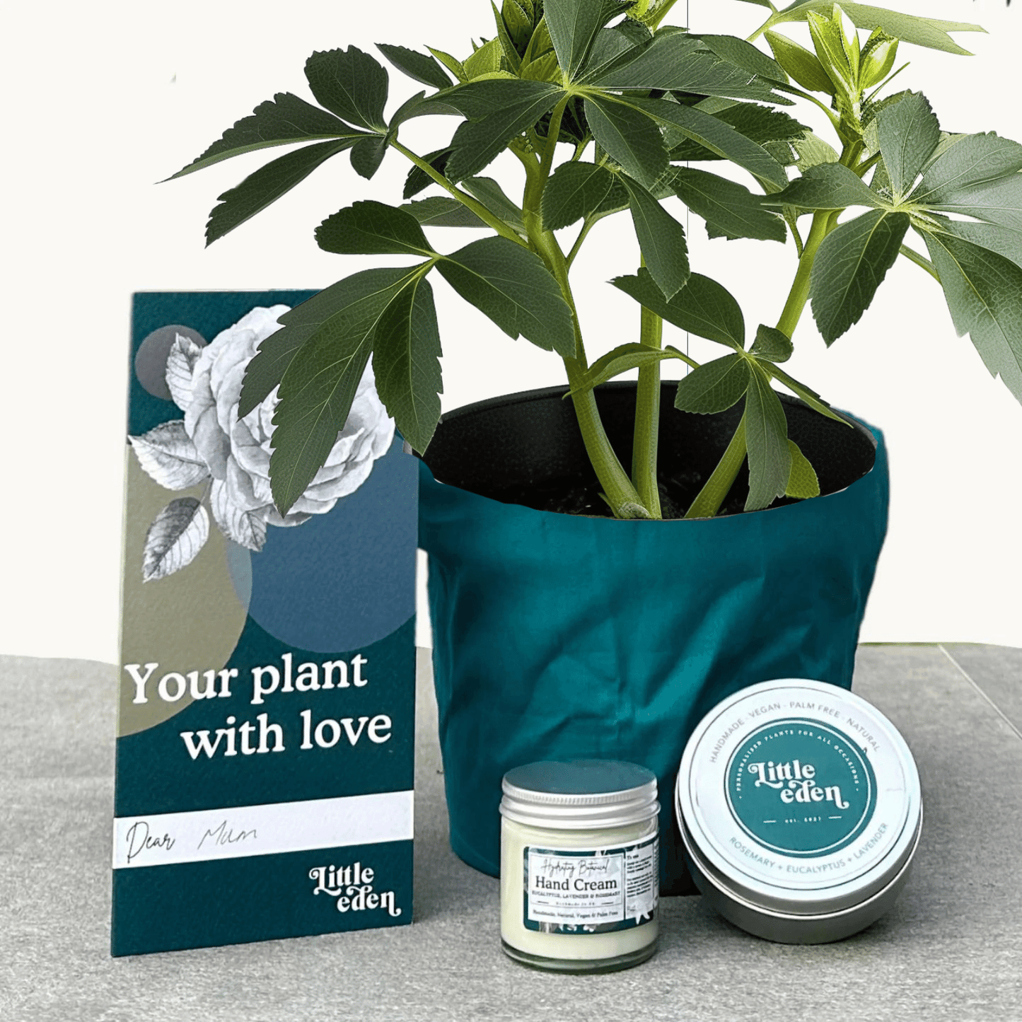 Hellebore Gift Set