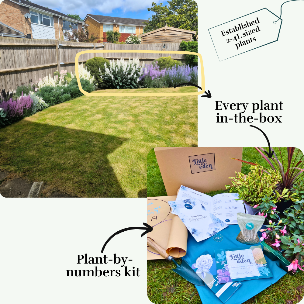 Jarrod's Back Border