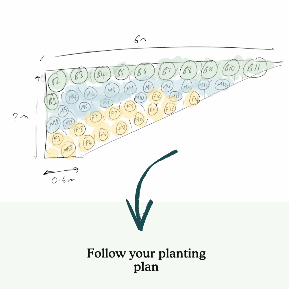 Jarrod's Back Border