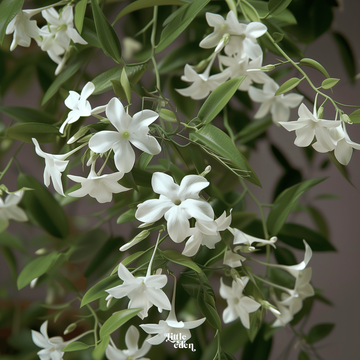 Jasmine Gift Set
