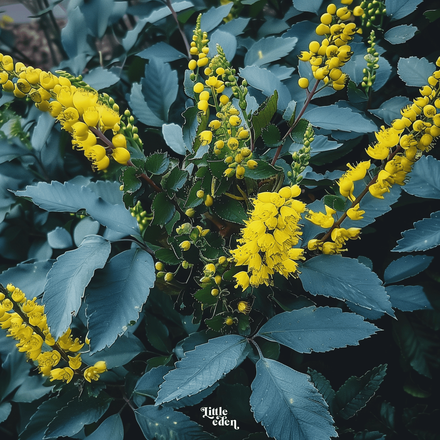 Oregon Grape Gift Set