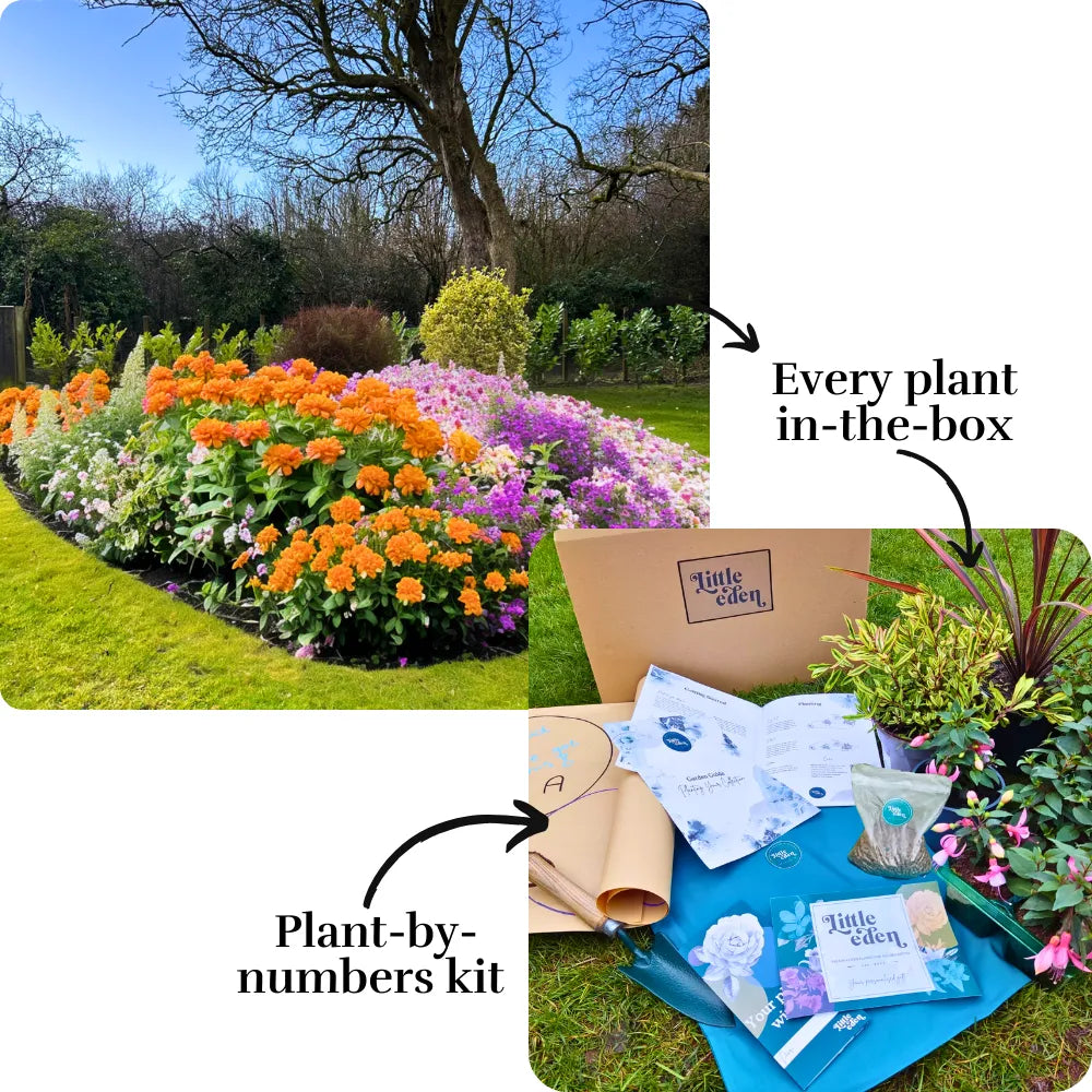 Dan's Garden-in-a-Box