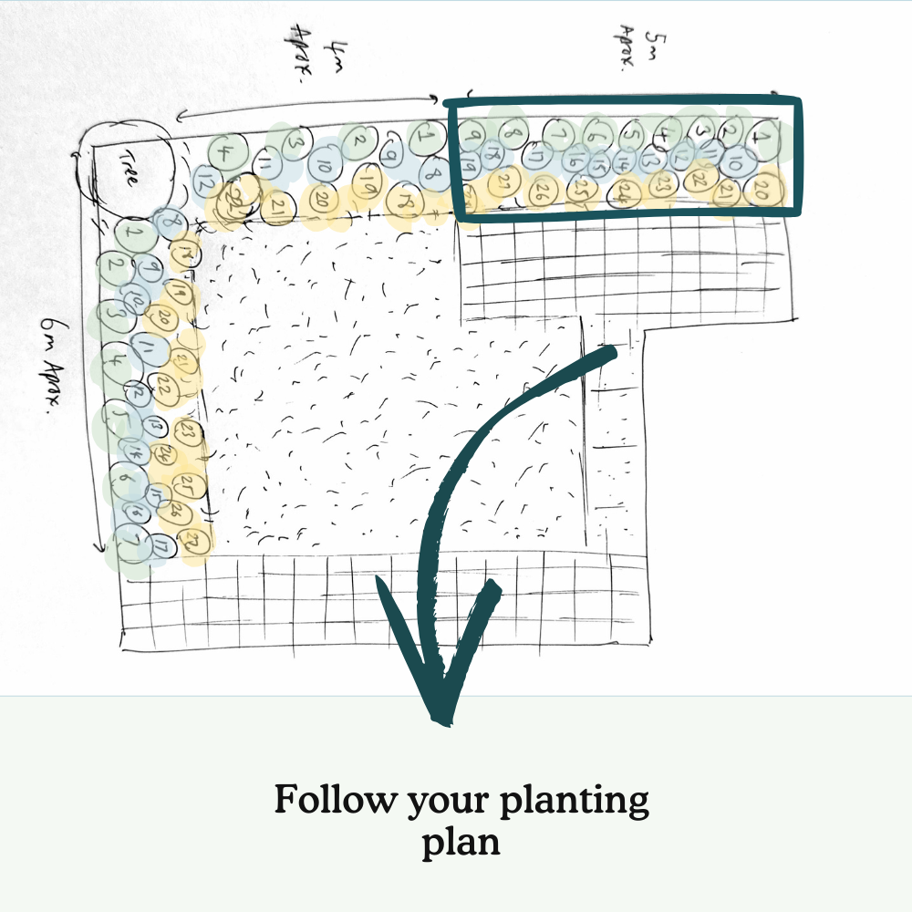 Daisy's Relaxation Border
