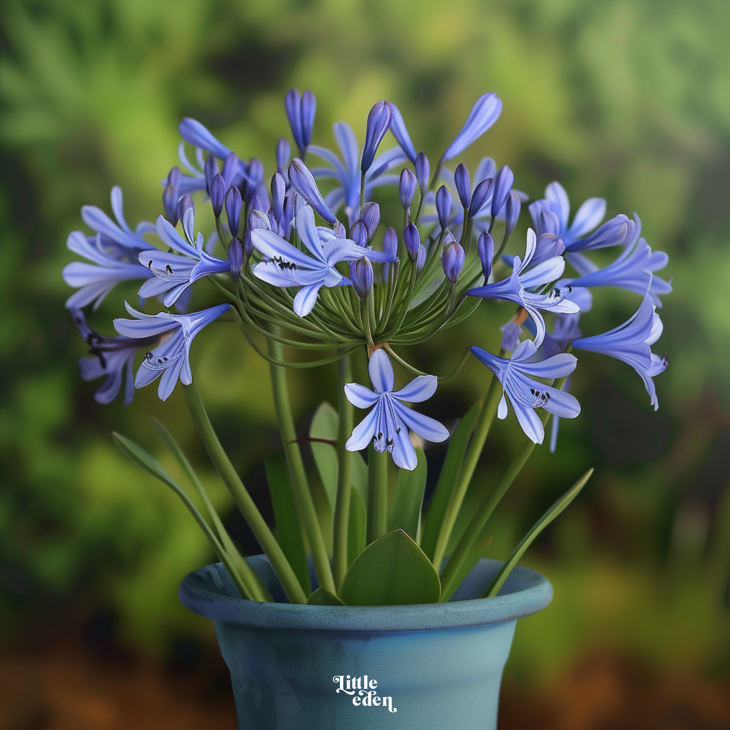 African Lily Gift Set