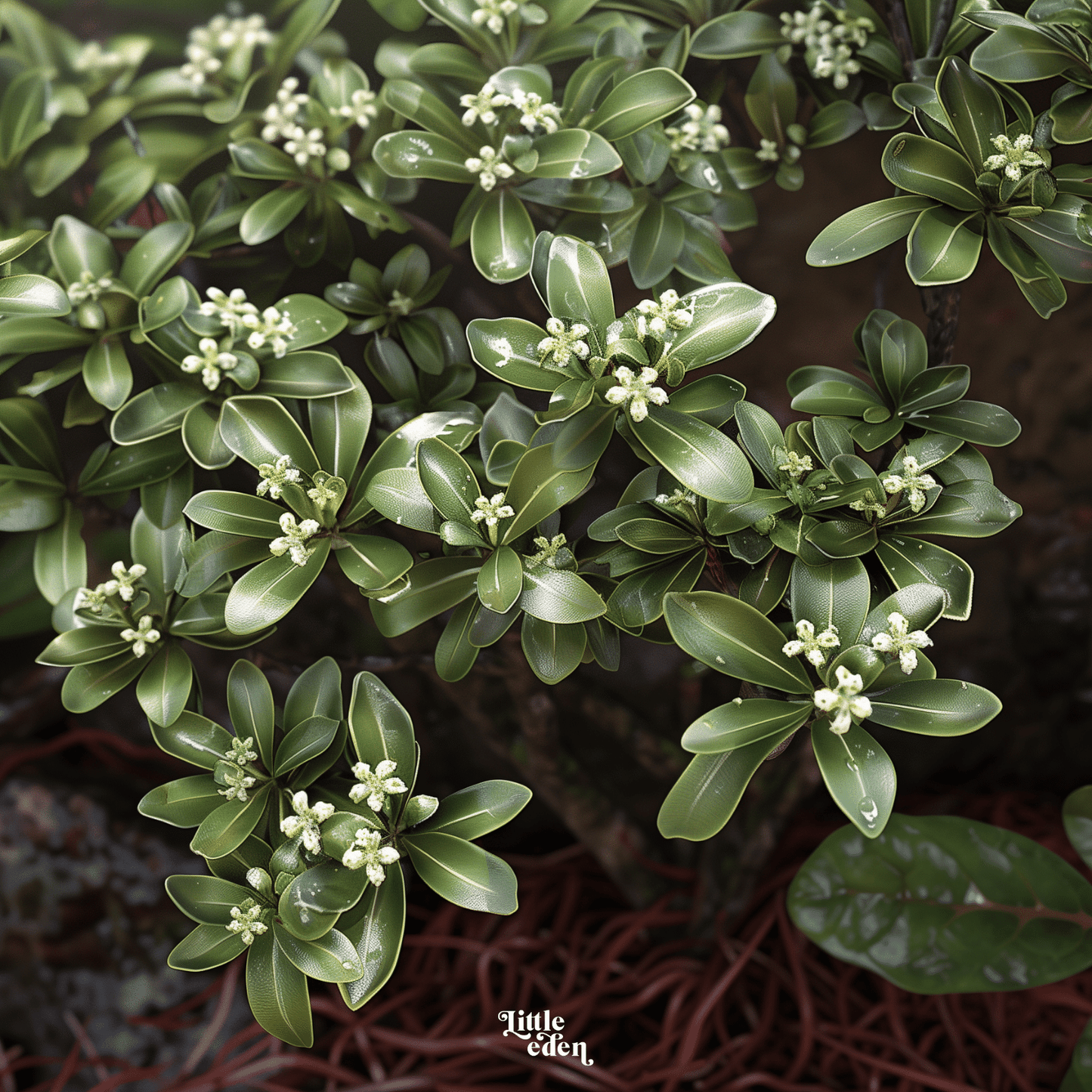 Japanese Mock Orange Gift Set