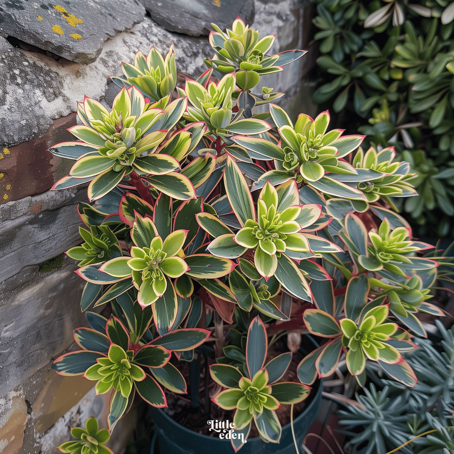 Spurge Gift Set