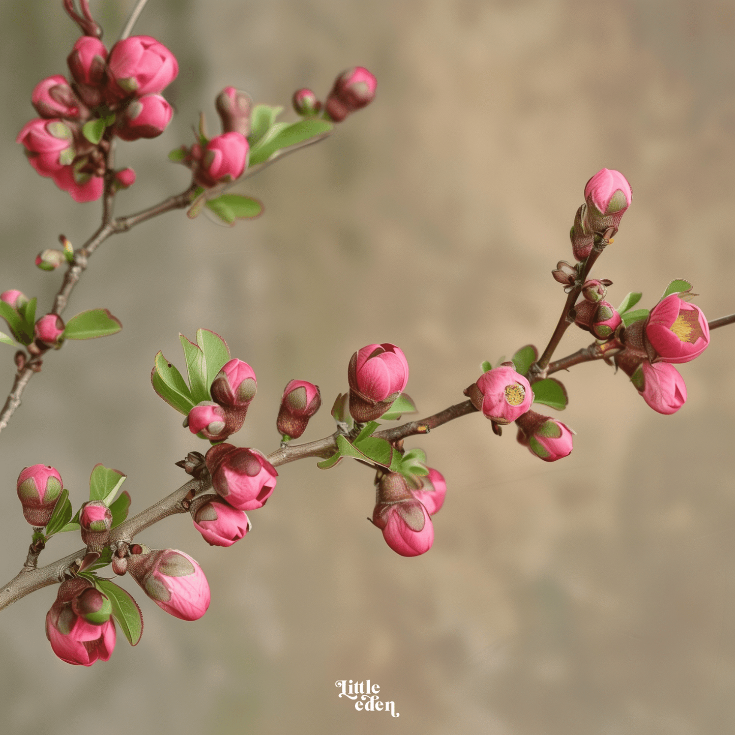 Japanese Quince Gift Set