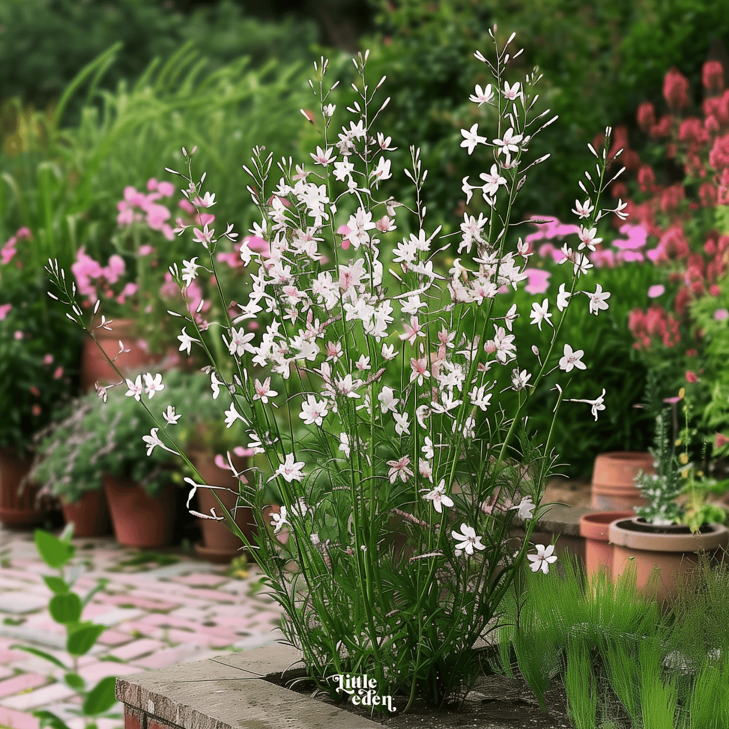 Gaura Gift Set