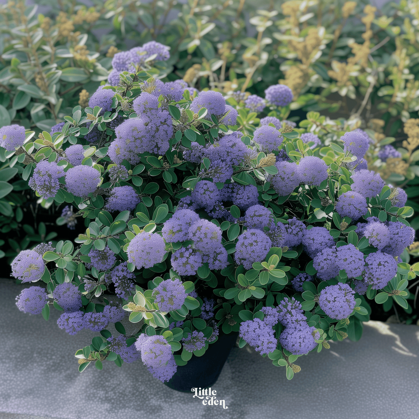 Californian Lilac Gift Set
