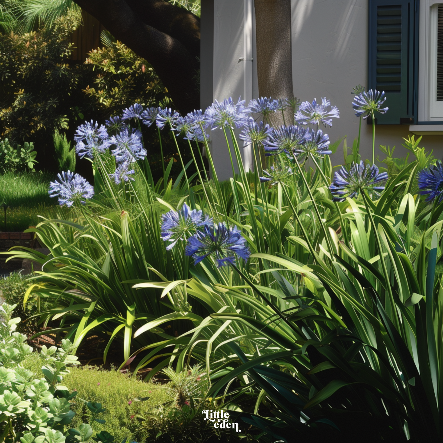 African Lily Gift Set