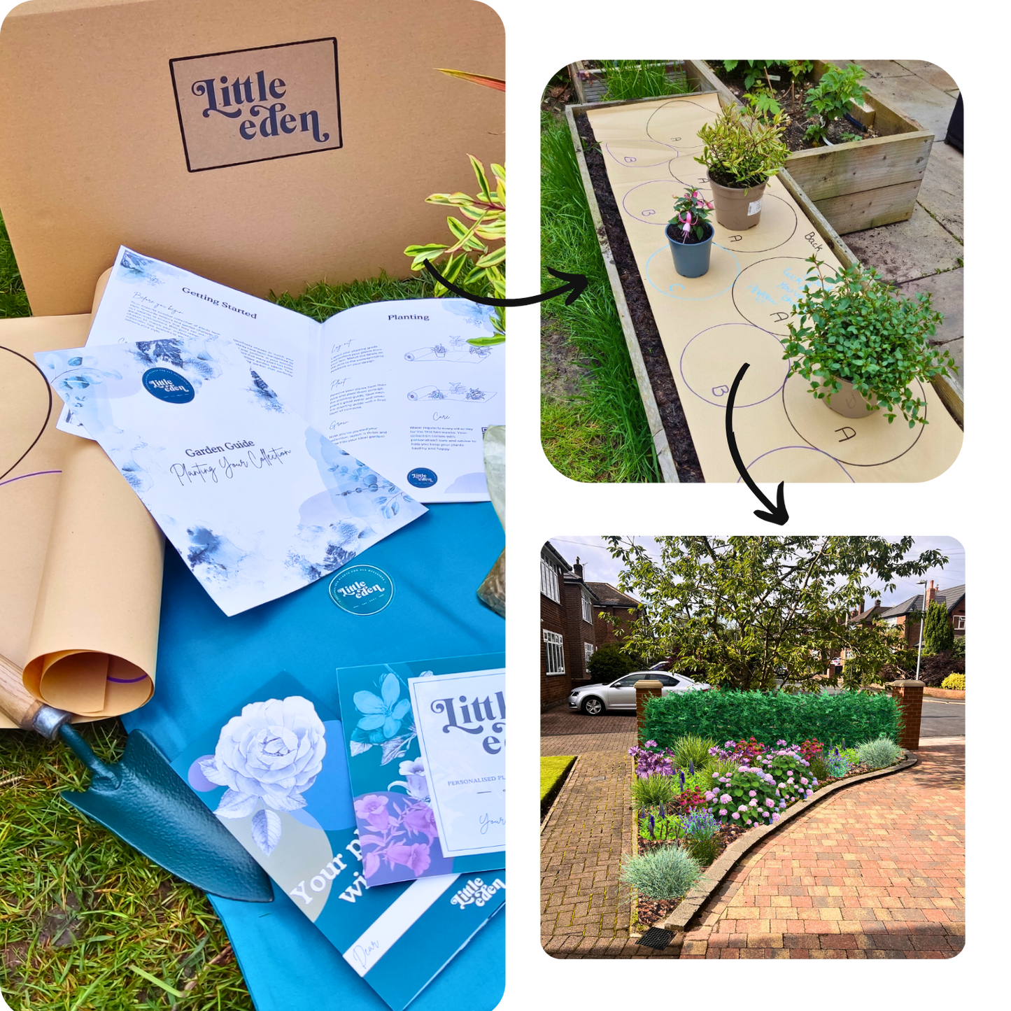 David's Plant-by-Numbers Kit