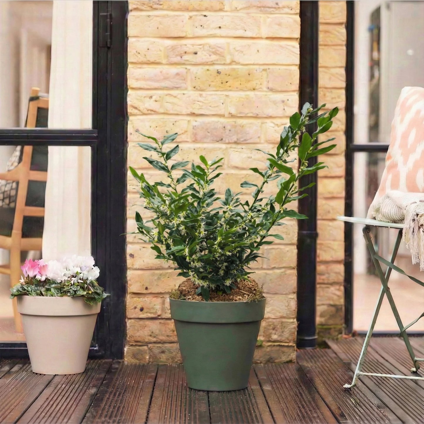 Sarcococca Memorial Plant