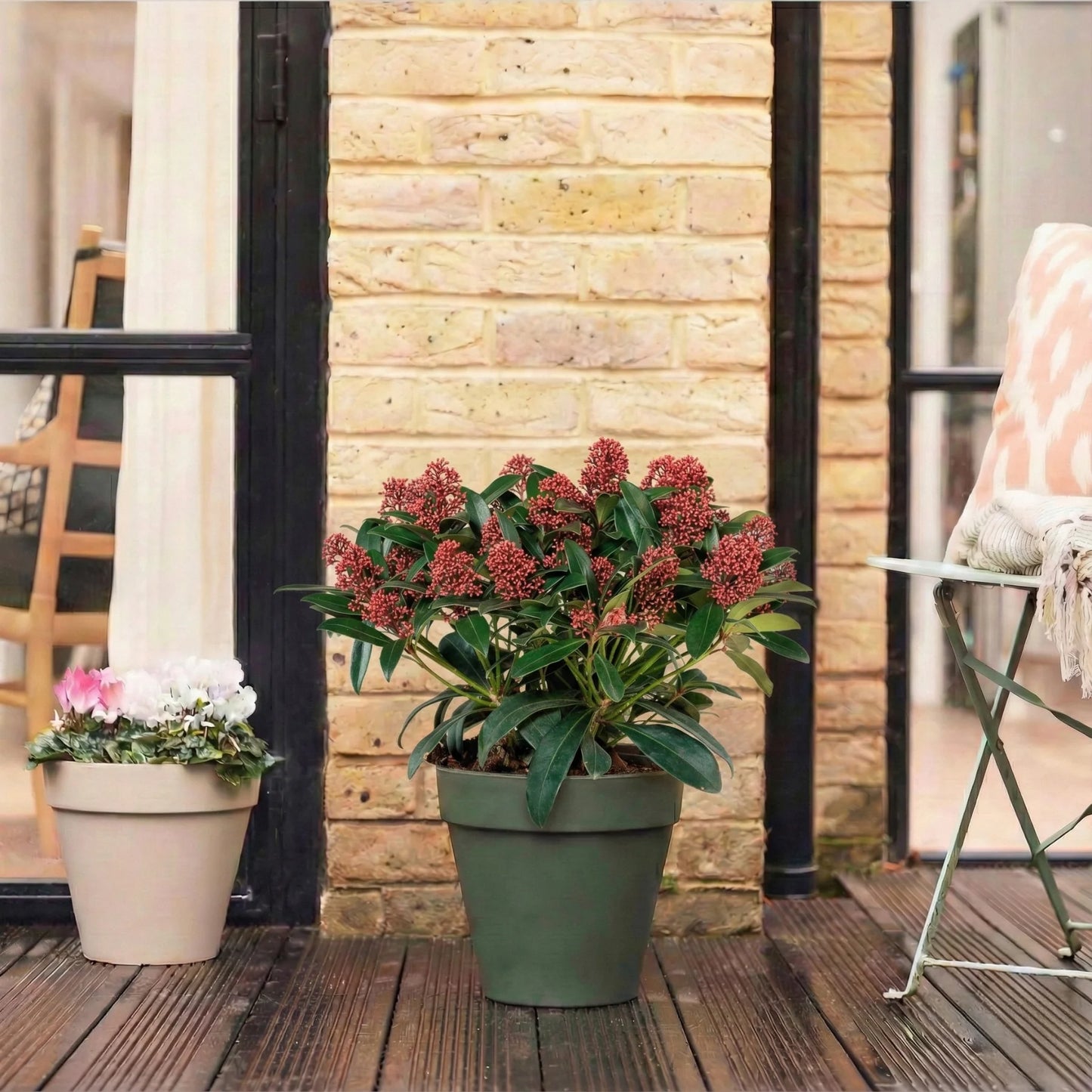 Skimmia — Protection & Sanctuary Gift