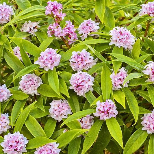 Daphne Memorial Plant
