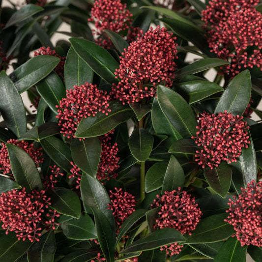 Skimmia — Protection & Sanctuary