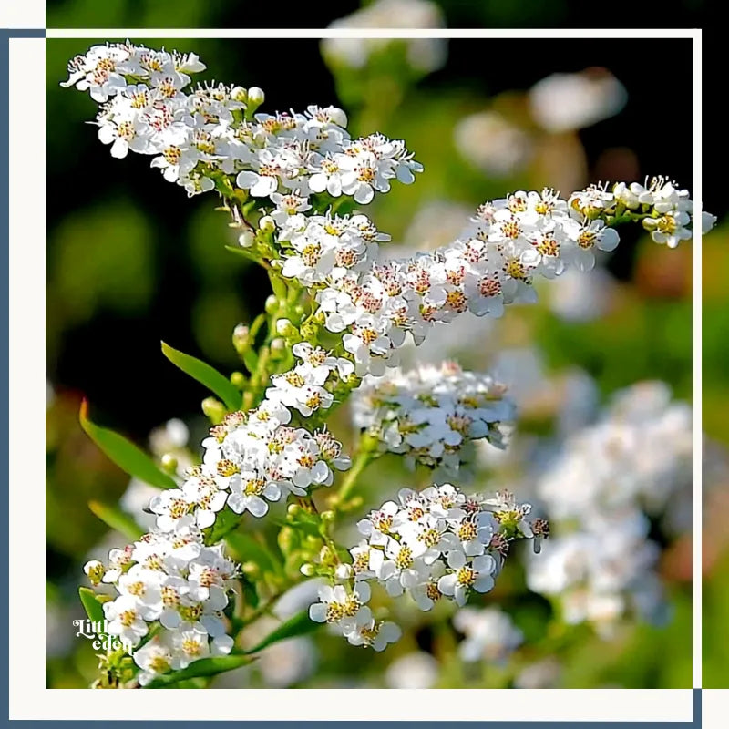 Spiraea Care Guide