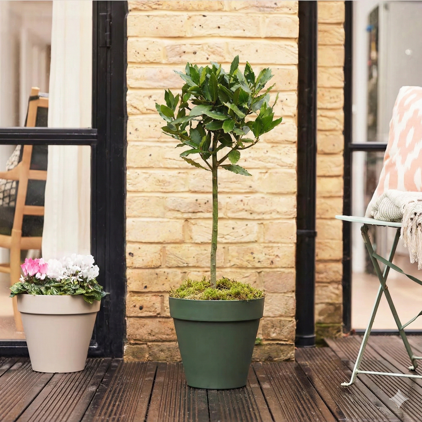 Bay Tree Gift Set – Strength & Courage