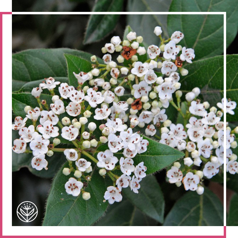 Viburnum Care Guide
