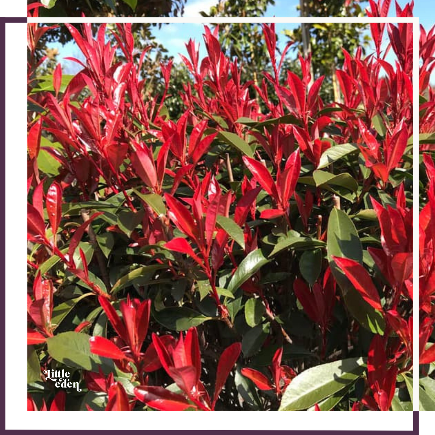 Photinia plant photo