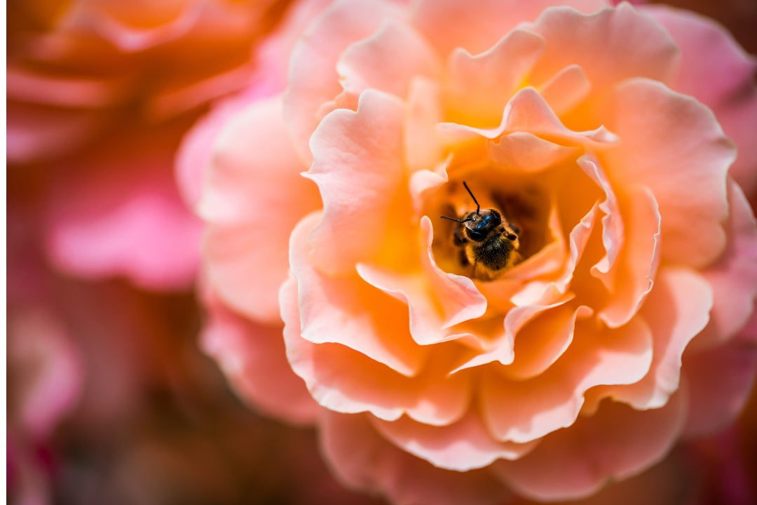 Bee-amazing! How to encourage more bees in your garden
