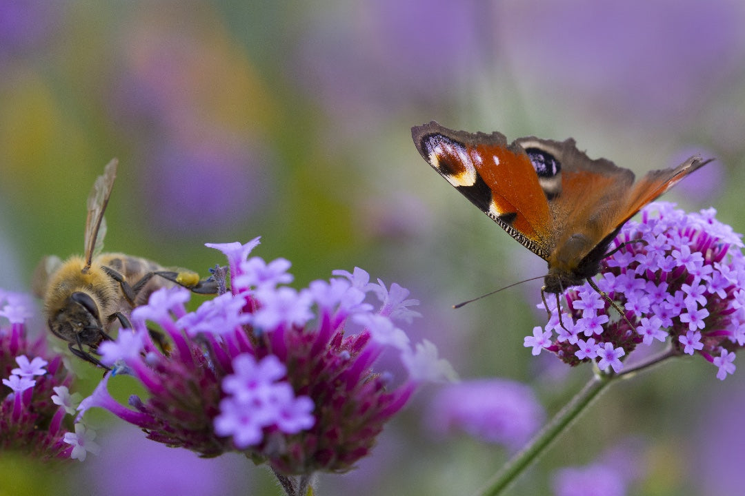 How to attract wildlife in your garden
