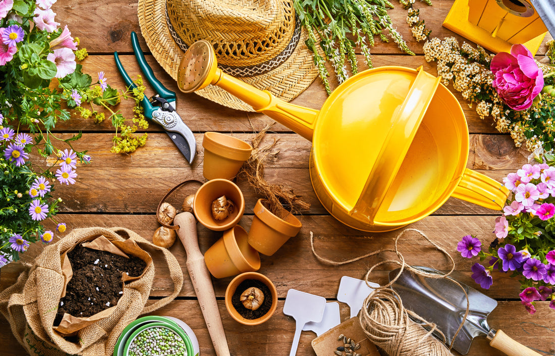 Gardening for beginners: how to plant