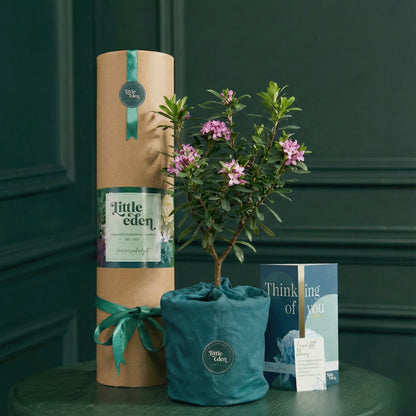 Daphne — Hope & Comfort