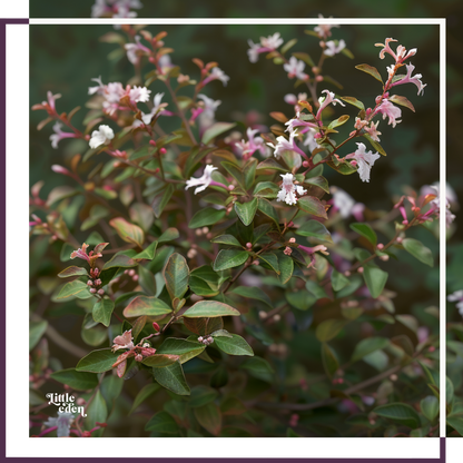 Abelia Gift Set