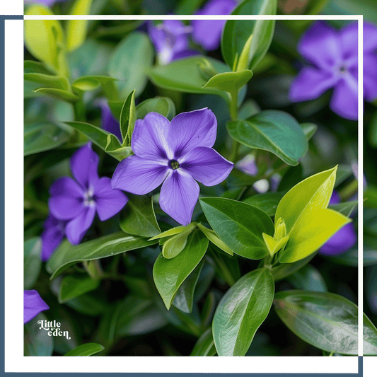 Lesser Periwinkle Care Guide