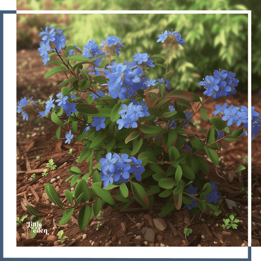 Chinese Plumbago Gift Set