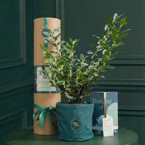 Sarcococca — Love & Support